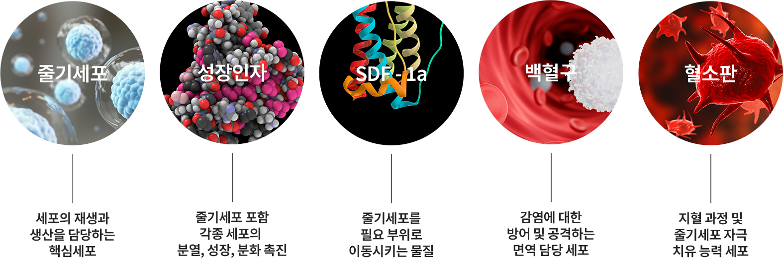 5가지 필수 재생세포 이식